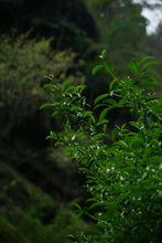 Load image into Gallery viewer, 2024 Wuyi Rock Tea Matouyan Rougui handmade by Mr. Wang Guoxing