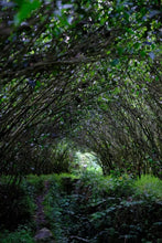 Load image into Gallery viewer, 2023 Ma Tou Yan Lao Cong Mei Zhan(马头岩老枞梅占)