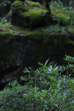 Load image into Gallery viewer, The 19th Black Tea Competition of Wuyishan Tea Bureau/First Prize "Wilderness Da Chi Gan"