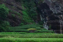 Load image into Gallery viewer, 2020 Chen Cha “Bị Shi Yan Da Hong Pao”陈茶“碧石岩大红袍”高火茶