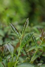 Load image into Gallery viewer, "Niu Lan Keng Qi Zhong" handmade by Mr. Wang Guoxing, the inheritor of the production skills of Wuyi Rock Tea (Da Hong Pao), the first batch of national intangible cultural heritage in Wuyishan City. Each can has Mr. Wang Guoxing's signature, which is of
