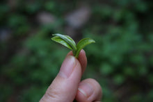 Load image into Gallery viewer, Yi Bang PuerSheng Tea Ancient Tree Cat's Ear/猫耳朵古树普洱生茶.