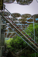 Load image into Gallery viewer, Phoenix Dancong rare variety "Shi Li Xiang  Dancong"/十里香