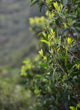 Load image into Gallery viewer, Tasting the "Tea Tiger" in 2025: Spring Delights at Tongxin She Teahouse