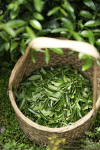 Load image into Gallery viewer, Tracing the Flavor of Wuyi Rock Tea: 2024 The Past and Present of Yan Ru