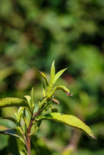 Load image into Gallery viewer, 2026 Tongxin She Tea Journey to Huzhou, Zhejiang: Not All White Tea is Anji White Tea
