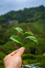 Load image into Gallery viewer, Phoenix Dancong rare variety "Shi Li Xiang  Dancong"/十里香