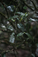 Load image into Gallery viewer, Time-Aged Rhythm of Ancient Groves – Tongxin She's 2018 Huiyuan Keng Luxiu Old Arbor Shui Xian