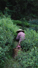 Load image into Gallery viewer, Tongxinshe Teahouse in 2025 is "Buzhichun from Panlongyan" (limited free experience package/8.4g).不知春