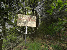 Load image into Gallery viewer, Phoenix Dancong: The Ancient Charm of Wudong and the Fragrance of Gu Shu Huangzhixiang