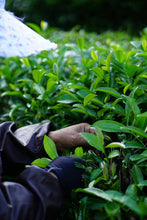 Load image into Gallery viewer, 2024 Wuyi Rock Tea Matouyan Rougui handmade by Mr. Wang Guoxing