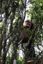 Load image into Gallery viewer, "Ancient Tree Old Song Zhong"