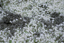 Load image into Gallery viewer, A Cup of Jasmine Silver Needle Tea: Hiding All the Vividness and Tenderness of the World
