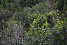 Load image into Gallery viewer, Tasting the "Tea Tiger" in 2025: Spring Delights at Tongxin She Teahouse