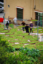 Load image into Gallery viewer, Tongxin She Teahouse New Launch | 300-Year-Old Ancient Tree Honey-Floral Oolong: Time Infused in Every Brew古树蜜花香