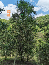 Load image into Gallery viewer, Exploring the Ancient Mangzhi Ancient Tree Dragon Ball Raw Pu'er Tea in Yunnan, China