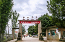 Load image into Gallery viewer, Tongxinshe Teahouse Collection Recommendation: Dayi 2003 Flower Label Panda Tuocha – A Time-Honored Impression of Menghai Old Tea