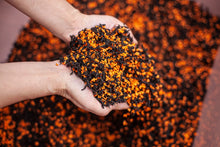 Load image into Gallery viewer, 2023 "Osmanthus Black Tea"/桂花红茶