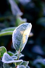 Load image into Gallery viewer, 2025 Tongxin She Teahouse: Phoenix Dancong "Xuepian Yashi Xiang" – The Stunning Culmination of Winter's Essence雪片鸭屎香