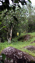 Load image into Gallery viewer, "2024 Bangdong·Barren Mountain Ancient Tree Pu'er Sheng Tea"邦东·荒山古树普洱生茶.