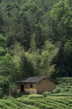 Load image into Gallery viewer, 2023 Wuyi Rock Tea 丹桂 “Fragrant Osmanthus”