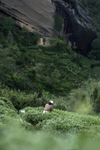 Load image into Gallery viewer, Tracing the Flavor of Wuyi Rock Tea: 2024 The Past and Present of Yan Ru