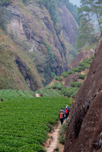 Load image into Gallery viewer, San Yang Feng Rou Gui/三仰峰肉桂