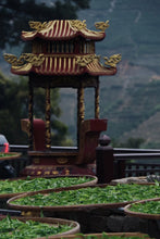 Load image into Gallery viewer, "Ancient Tree Old Song Zhong"