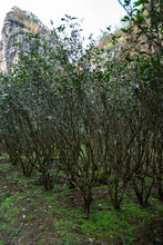 Load image into Gallery viewer, Hui Yuan Keng Shui Xian 2023/Choose the core production area of Zheng Yan, the water contains floral fragrance, and the rock rhyme is full