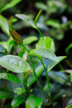 Load image into Gallery viewer, Dahongpao’s “illegitimate son”—Purple Hong Pao/紫红袍