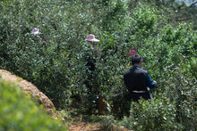 Load image into Gallery viewer, 2024 Discovering the Allure of Beidou: A Hidden Gem in Wuyi Rock Tea