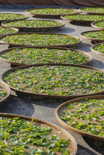 Load image into Gallery viewer, 2025 Tongxinshe Teahouse Launches a Rare Dancong Tea – Ancient Tree Big Bone Tribute Dancong/古树大骨贡