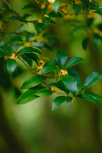 Load image into Gallery viewer, 2026 Premium Sweet Osmanthus Longjing · One Tea Embodies Spring and Autumn, Scent Crafted to Perfection特级桂花龙井
