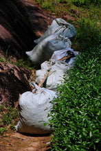 Load image into Gallery viewer, Tongxin She 2021 Jin Jiao Yi Shui Xian: A Rare Tea with the Charm of Time