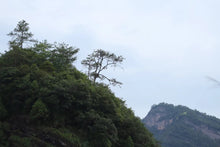 Load image into Gallery viewer, 2024 Ma Zhenfeng Rougui: The Exquisite New Arrival at Tongxin She Teahouse