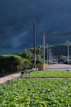 Load image into Gallery viewer, 2025 Tongxin She Teahouse: Phoenix Dancong "Xuepian Yashi Xiang" – The Stunning Culmination of Winter's Essence雪片鸭屎香