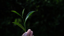 Load image into Gallery viewer, Taste the Rare "Yu Qi Lin" and Enjoy the Charm of Wuyi Tea