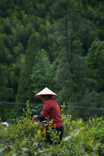 Load image into Gallery viewer, Tongxin She Teahouse Launches New Wuyi Tongmuguan "Peach-Flavored Black Tea"蜜桃红茶