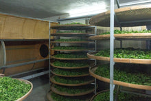 Load image into Gallery viewer, "Ancient tree Tuberose Fragrance dancong oolong".古树夜来香/Gu Shu Ye Lai Xiang.