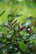 Load image into Gallery viewer, Dahongpao’s “illegitimate son”—Purple Hong Pao/紫红袍