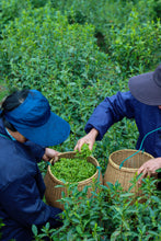 Load image into Gallery viewer, Tongxin She Teahouse: In Search of the Vanishing Biluochun