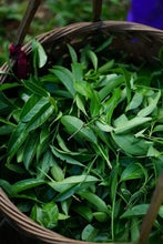 Load image into Gallery viewer, 2024 Wuyi Rock Tea Matouyan Rougui handmade by Mr. Wang Guoxing