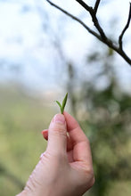 Load image into Gallery viewer, New Arrival | 2025 Taimu Mountain Baihao Yinzhen, the Noble of White Tea, Makes a Stunning Debut