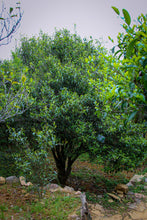 Load image into Gallery viewer, Phoenix Dancong rare variety "Shi Li Xiang  Dancong"/十里香