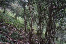 Load image into Gallery viewer, Yi Bang PuerSheng Tea Ancient Tree Cat's Ear/猫耳朵古树普洱生茶.