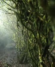 Load image into Gallery viewer, 2023 Ma Tou Yan Lao Cong Mei Zhan(马头岩老枞梅占)