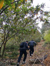 Load image into Gallery viewer, Tongxin She Teahouse: In Search of the Vanishing Biluochun