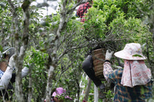 Load image into Gallery viewer, Phoenix Dancong: The Ancient Charm of Wudong and the Fragrance of Gu Shu Huangzhixiang