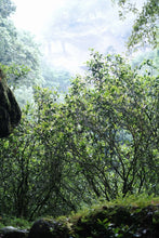 Load image into Gallery viewer, Time-Aged Rhythm of Ancient Groves – Tongxin She's 2018 Huiyuan Keng Luxiu Old Arbor Shui Xian