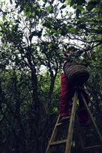 Load image into Gallery viewer, Guang Dong Oolong tea“Phoenix Dancong, grapefruit fragrance”柚花香